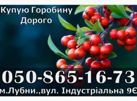 Зображення для оголошення Закуповуємо ягоду горобини!Дорого