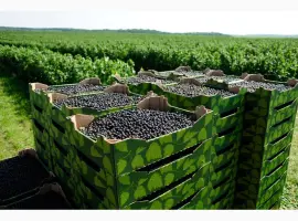 Зображення для оголошення Продам свіжі ягоди