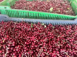 Зображення для оголошення Порічка ягода