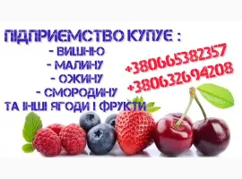 Зображення для оголошення Куплю чорну смородину