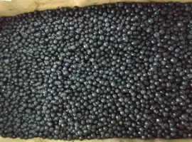 Зображення для оголошення Черника свежая 100-200кг