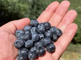 Зображення для оголошення Купуємо чорницю