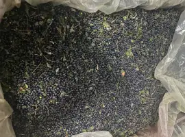 Зображення для оголошення Продам чорницю заморожену неочищену