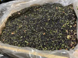 Зображення для оголошення Продам Чорницю Заморожену