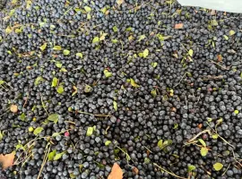 Зображення для оголошення Продам чорницю заморожену у великих обʼємах