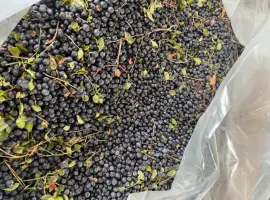 Зображення для оголошення Продам чорницю заморожена