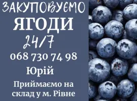 Зображення для оголошення Закуповуємо свіжу чорницю в сезон