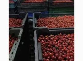 Зображення для оголошення Шипшина ягода свіжа