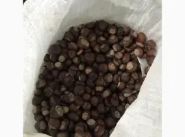 Зображення для оголошення Каштан сухий