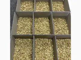 Зображення для оголошення Продам ядро грецкого ореха оптом от 1т