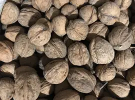 Зображення для оголошення Продам горіх кругляк