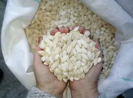 Зображення для оголошення Куплю грецкий орех и тыквенные семечки