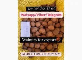 Зображення для оголошення Walnut in shell for Sale! Pre-order available! situated in Ukraine