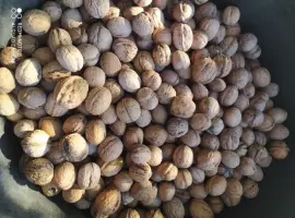 Зображення для оголошення Куплю горіх