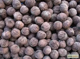 Зображення для оголошення Продам горіх чорний