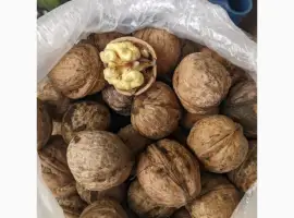 Зображення для оголошення Куплю горіх дорого