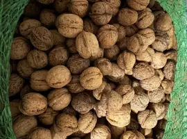 Зображення для оголошення Куплю горіх цілий в обʼємі