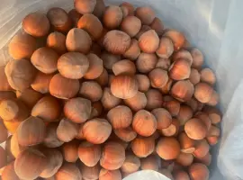 Зображення для оголошення Продам фундук нового урожая