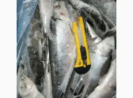 Продам Сельдь 350