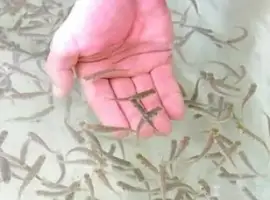 Личинка Судака