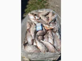 Зображення для оголошення Продам свежемороженую рыбу - тарань