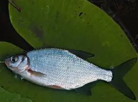 Куплю лещ