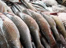 Купим товарную рыбу