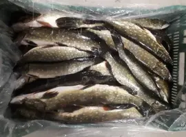 Зображення для оголошення Продам щуку свежемороженную и охлажденную