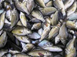 Зображення для оголошення Продам зарибок коропа