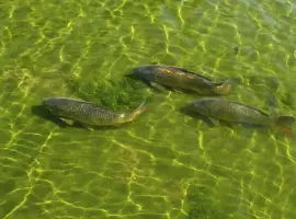 Зображення для оголошення Зарыбление водоемов