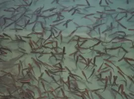 Зображення для оголошення Зарыбление водоемов подрощенной личинкой карпа