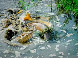 Зображення для оголошення Весеннее зарыбление водоемов