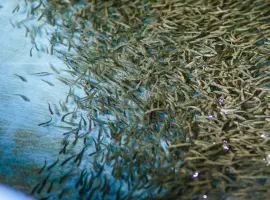 Зображення для оголошення Зариблення водойми личинкою
