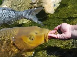 Зображення для оголошення Сезонное осеннее зарыбление водоемов карпом