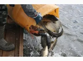 Зображення для оголошення Зариблення водойми у 2024