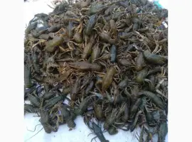 Зображення для оголошення Закупаем Живых Раков