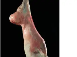 Зображення для оголошення Продам молодых курдючных барашков (ягнят)