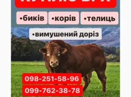 Зображення для оголошення Проводимо Заготівлю куплю Яловичину ВРХ