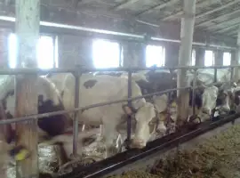 Зображення для оголошення Продам коровы нетели от производителя от 100 голов
