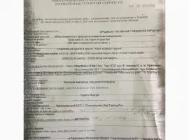 Зображення для оголошення Продам полу туши говядины завернутую в марлю от производителя с 20 тонн