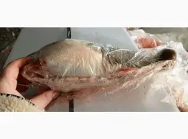 Зображення для оголошення Продам язик яловичий За запитом