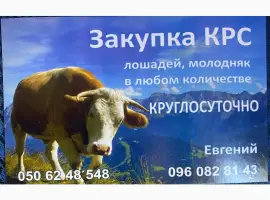 Зображення для оголошення ДОРОГО Корови на тримання та Мясо