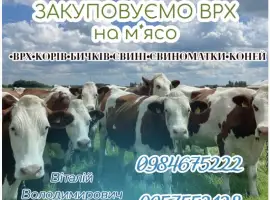 Зображення для оголошення КУПЛЮ ВРХ (Корови