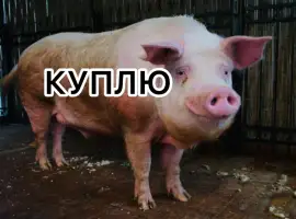 Зображення для оголошення Куплю відкорм