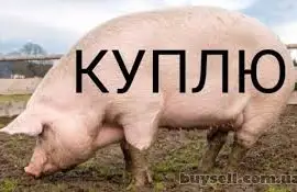 Зображення для оголошення Куплю свиней живым весом
