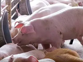 Зображення для оголошення Свиньи живым весом Одесса