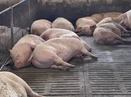 Зображення для оголошення Реалізуємо свиней живою вагою (190+ кг)