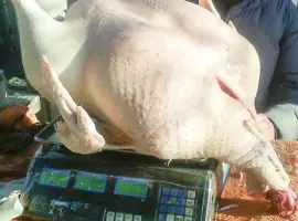Зображення для оголошення Мясо домашней индейки