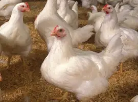 Зображення для оголошення Куплю бройлера живою вагою