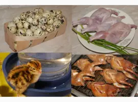 Зображення для оголошення Продам м'ясо перепела